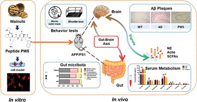 Walnut-Derived Peptide PW5 Ameliorates Cognitive Impairments and Alters Gut Microbiota in APP/PS1 Transgenic Mice