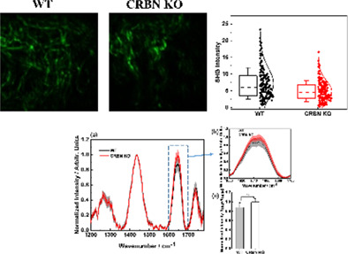 Comparative analysis of dermal collagen and lipids in cereblon ablated mice using a multimodal nonlinear optical system