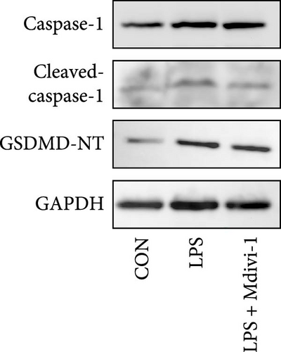 Details are in the caption following the image