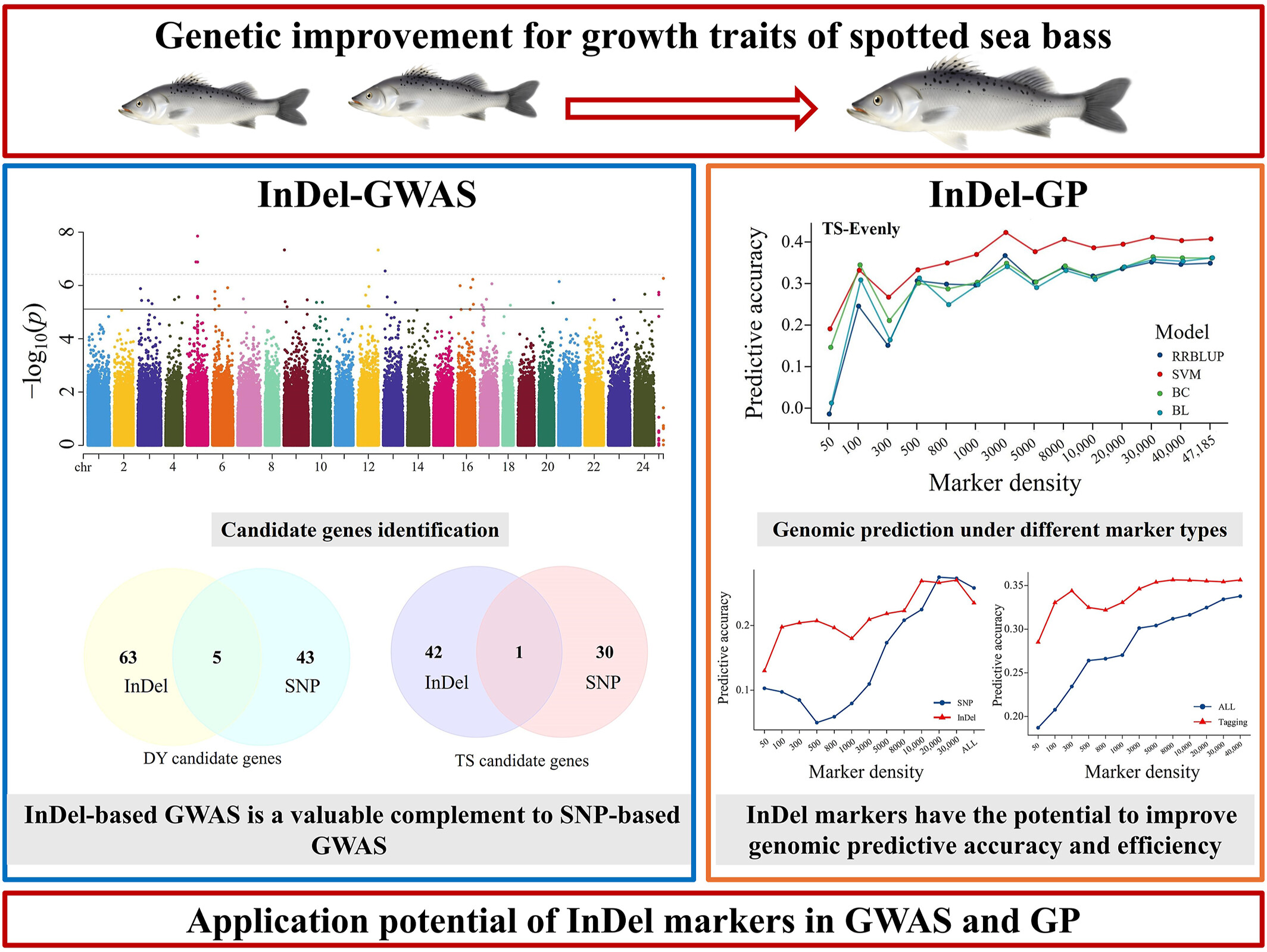Genome-wide association study and genomic prediction for growth traits in spotted sea bass (Lateolabrax maculatus) using insertion and deletion markers