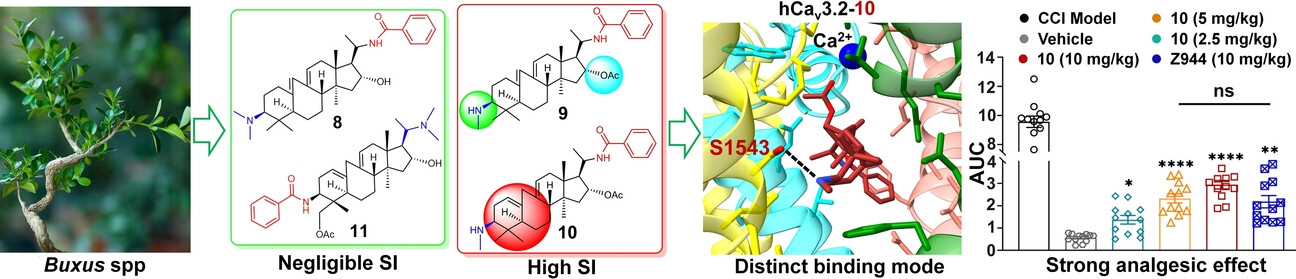 Analgesic Buxus alkaloids with Enhanced Selectivity for the Low-Voltage-Gated Calcium Channel Cav3.2 over Cav3.1 through a New Binding Mode