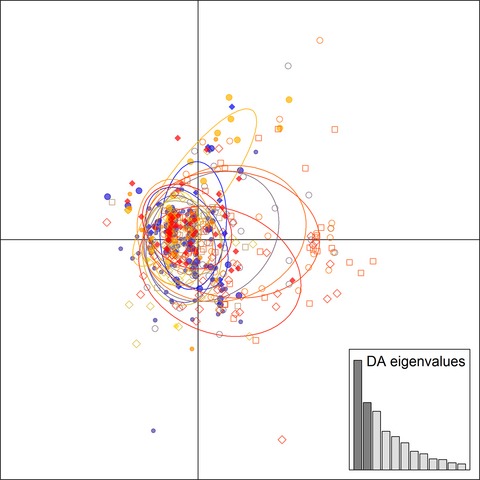 Peripheral genetic structure of Helicoverpa zea indicates asymmetrical panmixia