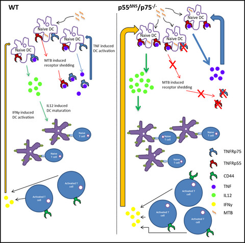 Immune control of Mycobacterium tuberculosis is dependent on both soluble TNFRp55 and soluble TNFRp75