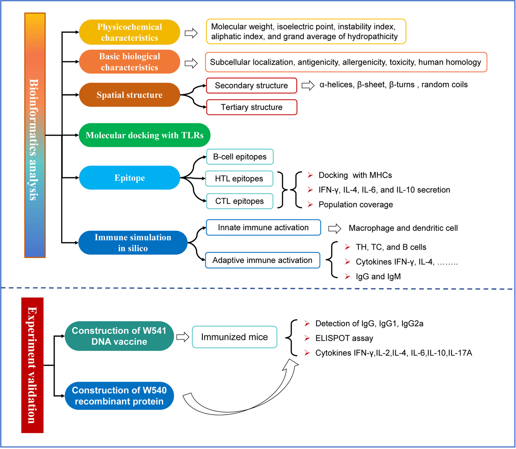Bioinformatics Analysis and Immunogenicity Assessment of the Novel Multi-Stage DNA Vaccine W541 Against Mycobacterium Tuberculosis