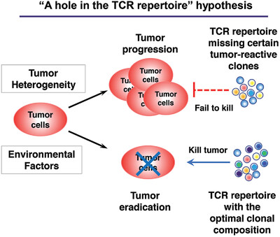 Why the Outcome of Anti-Tumor Immune Responses is Heterogeneous: A Novel Idea in the Context of Immunological Heterogeneity in Cancers Issue 10, 2020