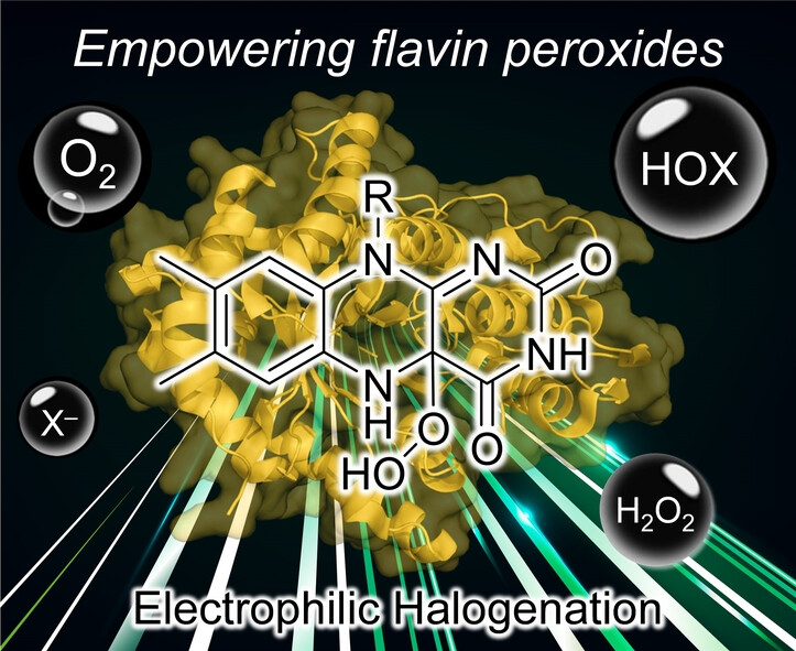 On the Mechanisms of Hypohalous Acid Formation and Electrophilic Halogenation by Non-Native Halogenases