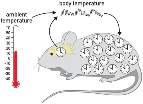 Steven A. Brown and the synchronization of circadian rhythms by body temperature cycles