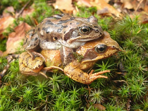 Population-specific effects of developmental temperature on body condition and jumping performance of a widespread European frog