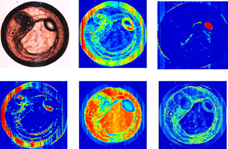 Noninvasive, high-speed, near-infrared imaging of the biomolecular distribution and molecular mechanism of embryonic development in fertilized fish eggs