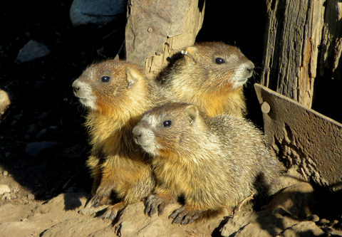 Cumulative reproductive costs on current reproduction in a wild polytocous mammal