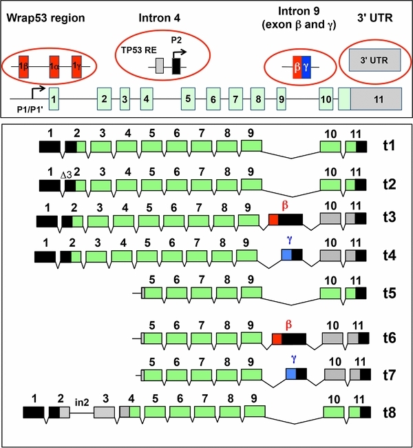 Recommendations for Analyzing and Reporting TP53 Gene Variants in the High-Throughput Sequencing Era