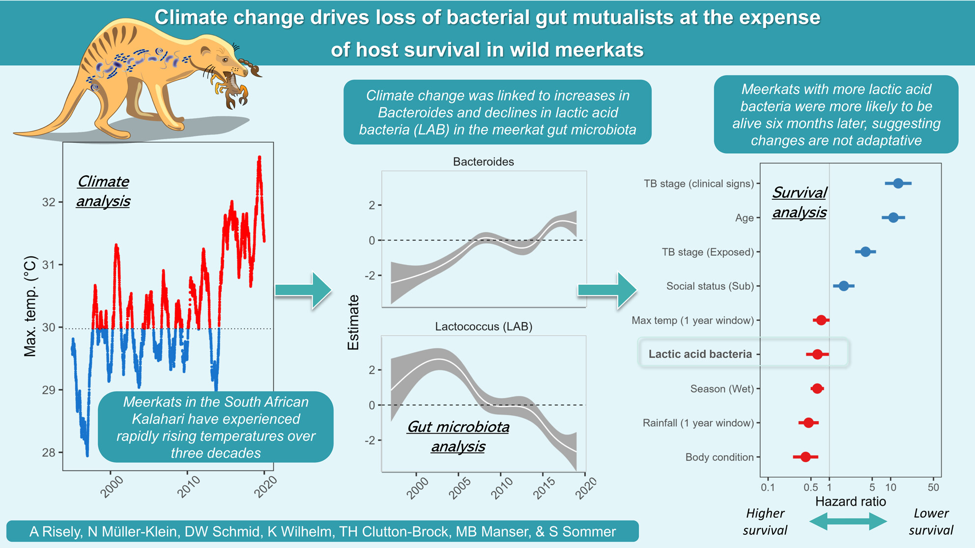 Climate change drives loss of bacterial gut mutualists at the expense of host survival in wild meerkats