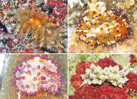 Welcome back Janolidae and Antiopella: Improving the understanding of Janolidae and Madrellidae (Cladobranchia, Heterobranchia) with description of four new species