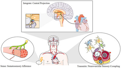 Neurophysiological Basis of Electroacupuncture Stimulation in the Treatment of Cardiovascular-Related Diseases: Vagal Interoceptive Loops