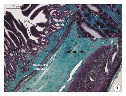 Details are in the caption following the image Details are in the caption following the image