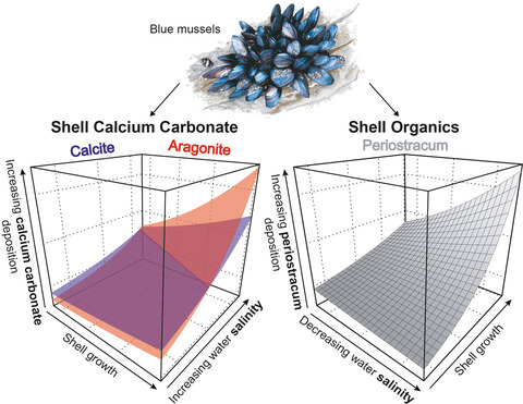 Biomineralization plasticity and environmental heterogeneity predict geographical resilience patterns of foundation species to future change