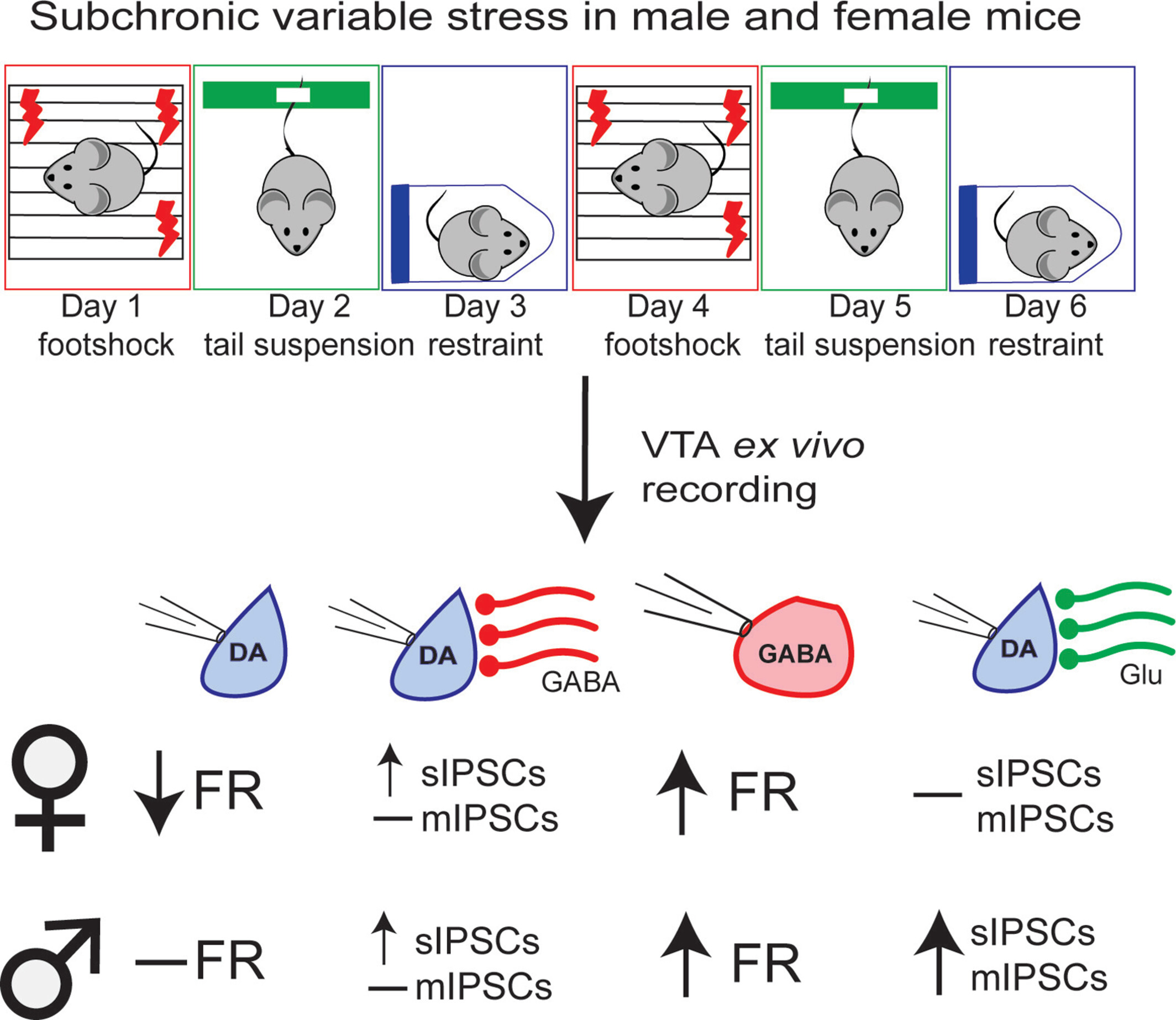 Sex-Specific Adaptations to VTA Circuits Following Subchronic Stress