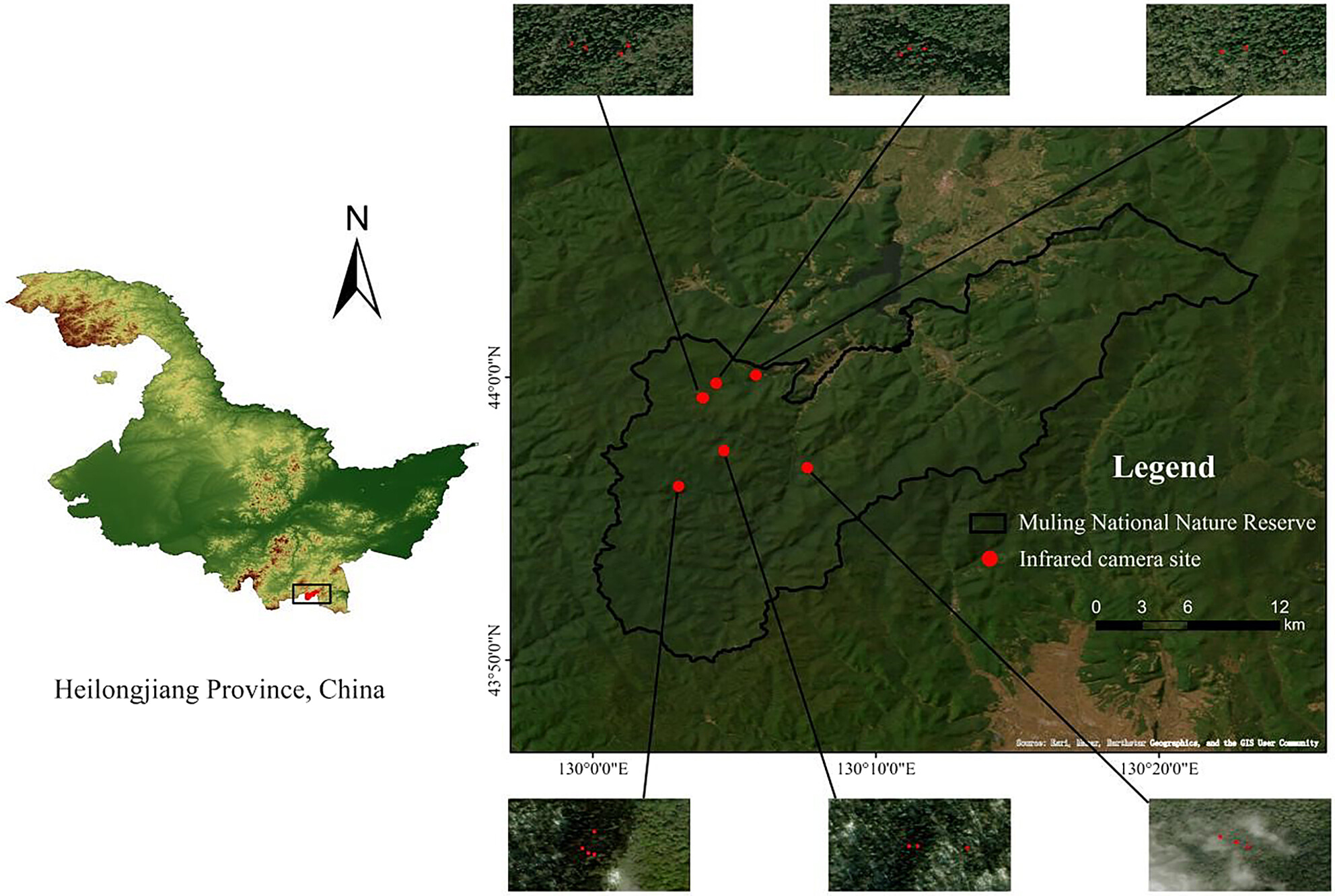 Comparison of Foraging Strategies and Effects of the Wapiti and Siberian Roe Deer on Japanese Yew