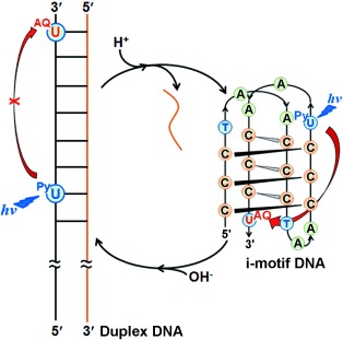 Efficient Electron Transfer in i-Motif DNA with a Tetraplex Structure