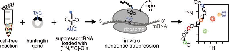 A General Strategy to Access Structural Information at Atomic Resolution in Polyglutamine Homorepeats