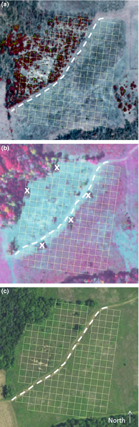 Effects of removing woody cover on long-term population dynamics of a rare annual plant (Agalinis auriculata): A study comparing remnant prairie and oldfield habitats