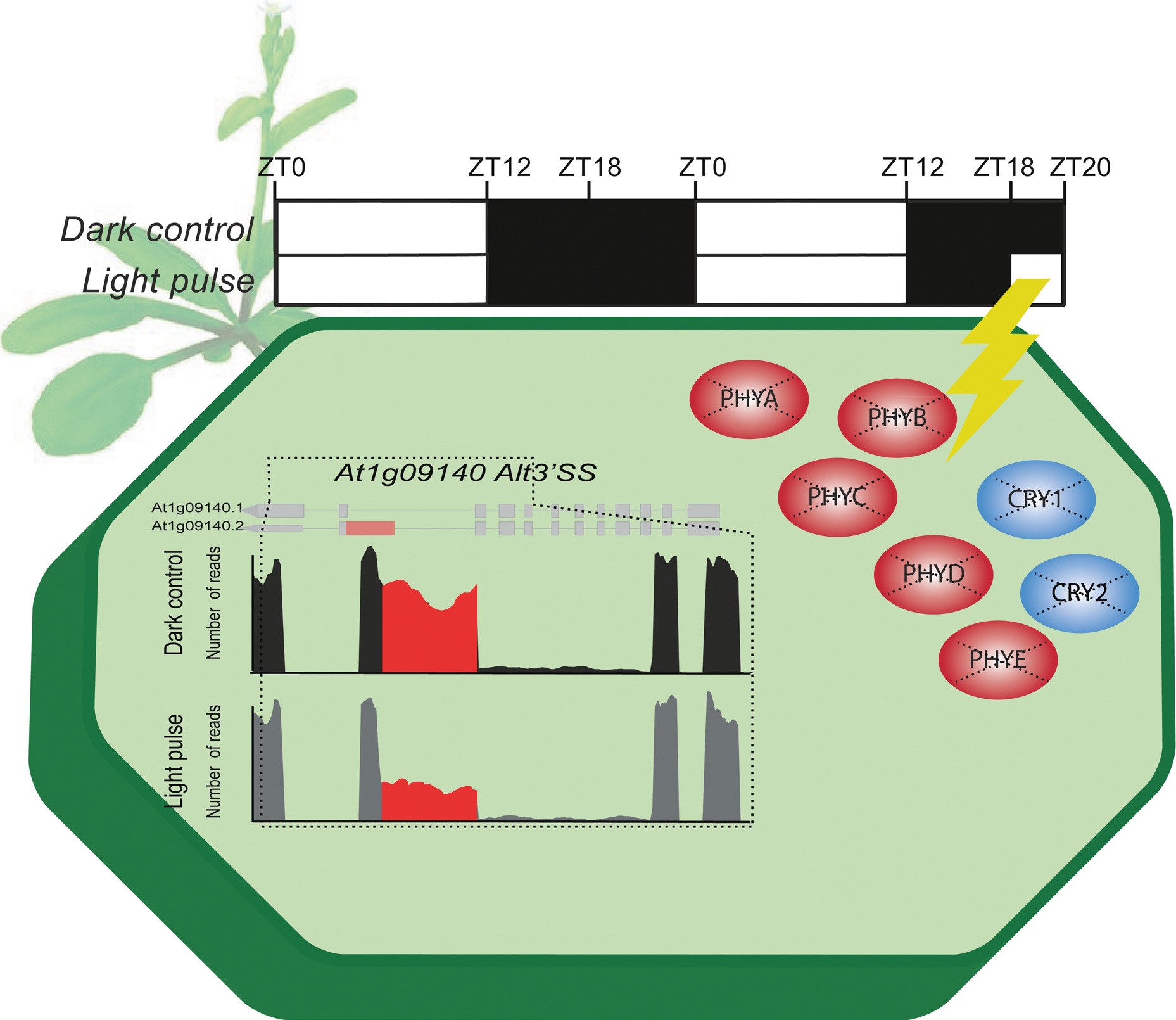 Acute Effects of Light on Alternative Splicing in Light-Grown Plants