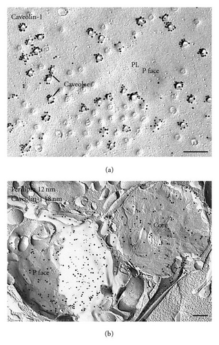 Details are in the caption following the image