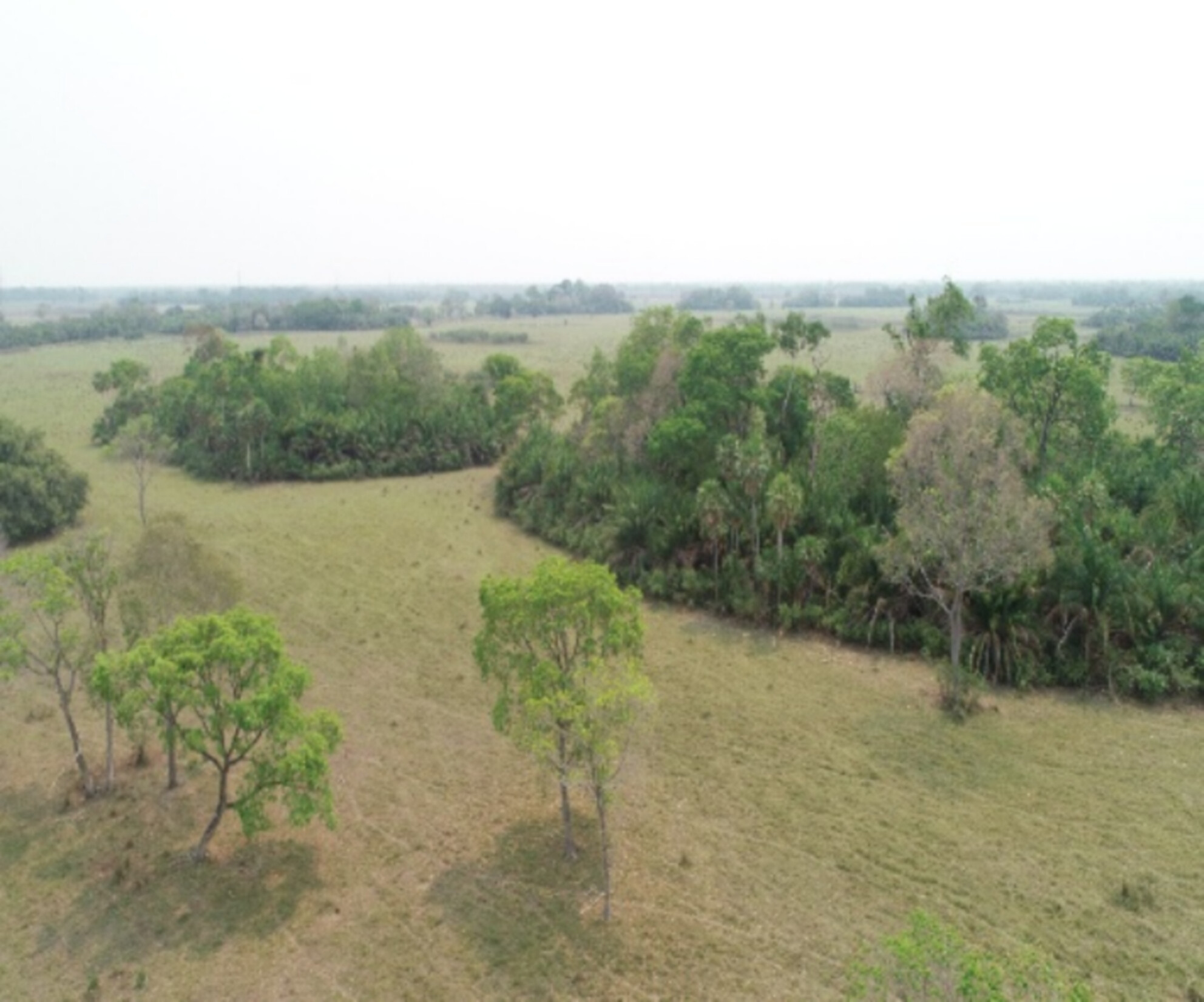 Diversity Patterns of Tree Communities Across Multiple Flood Gradients With Separate Fire Histories: Unveiling Patterns in a Wetland Ecosystem