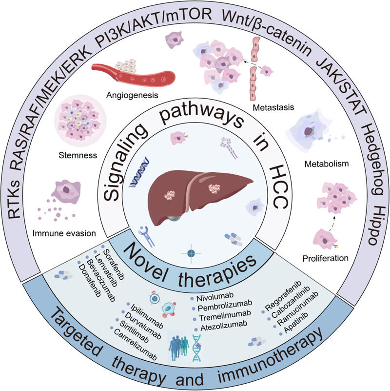 Hepatocellular carcinoma: signaling pathways, targeted therapy, and immunotherapy