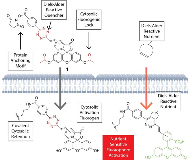 A Bioorthogonal Dual Fluorogenic Probe for the Live-Cell Monitoring of Nutrient Uptake by Mammalian Cells