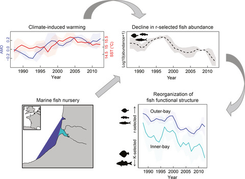 Functional reorganization of marine fish nurseries under climate warming