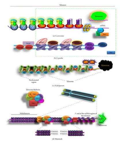 Details are in the caption following the image