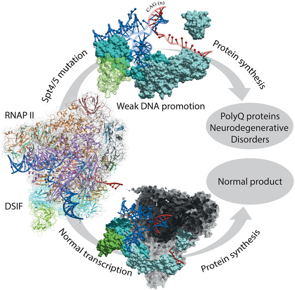 Peptidyl inhibition of Spt4-Spt5: Protein-protein inhibitors for targeting the transcriptional pathway related to C9orf72 expansion repeats