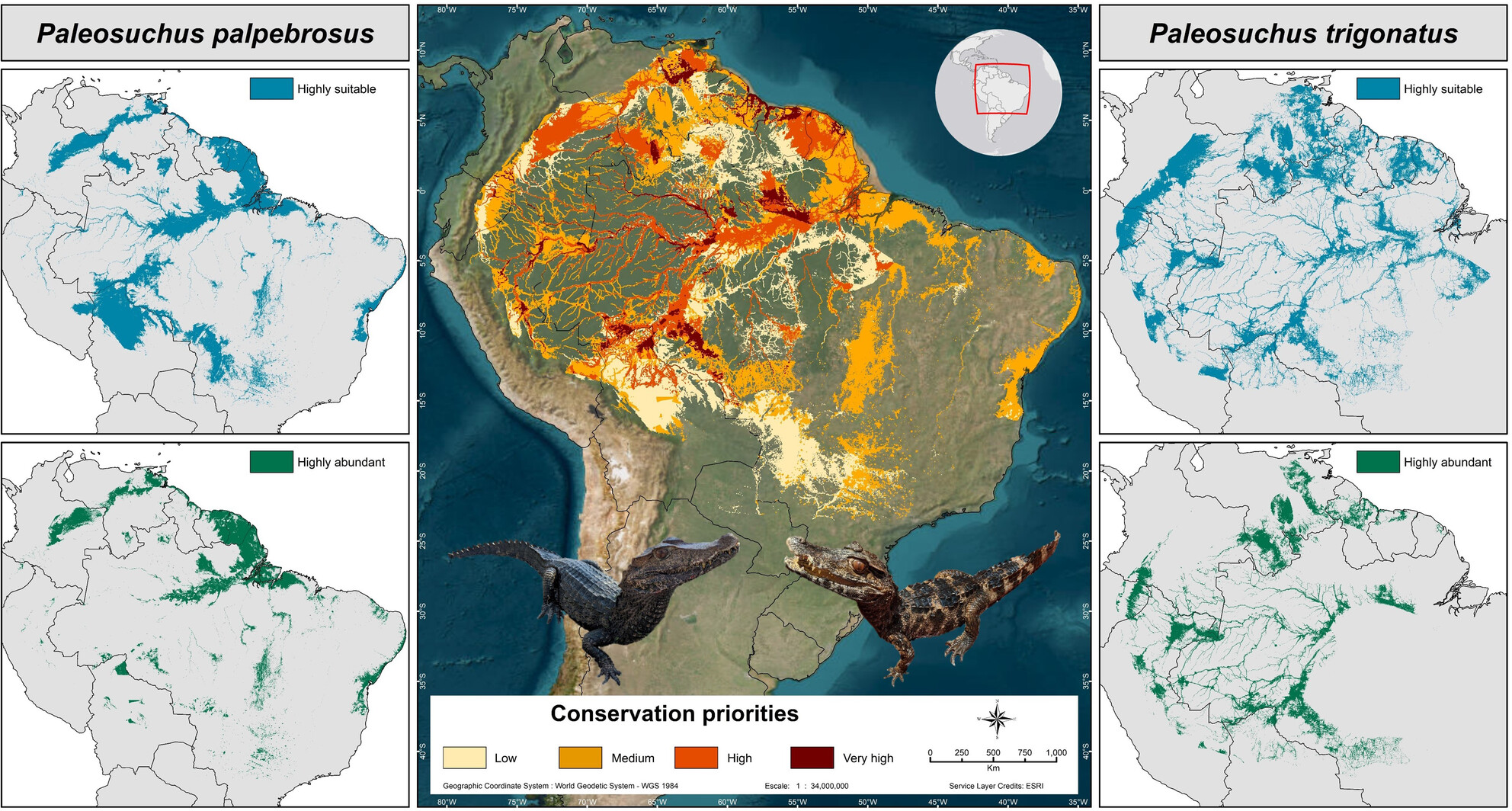 Assessing abundance–suitability models to prioritize conservation areas for the dwarf caimans in South America
