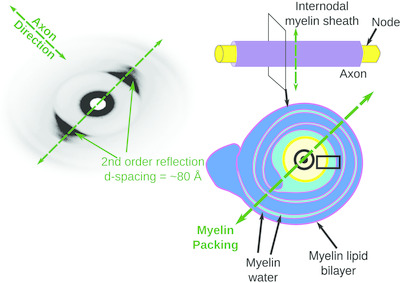 X-ray diffraction reveals blunt-force loading threshold for nanoscopic structural change in ex vivo neuronal tissues