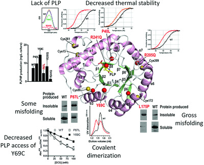 Insight into vitamin B6-dependent epilepsy due to PLPBP (previously PROSC) missense mutations
