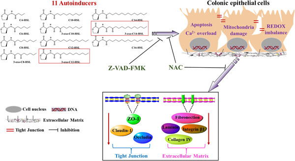 N-(3-oxododecanoyl)-
l
-homoserine lactone disrupts intestinal epithelial barrier through triggering apoptosis and collapsing extracellular matrix and tight junction