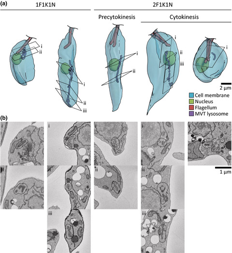 Lysosome assembly and disassembly changes endocytosis rate through the Leishmania cell cycle