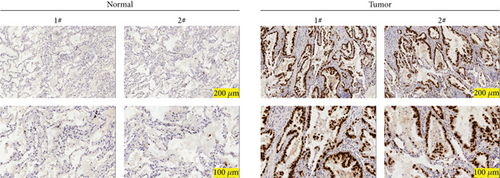 Details are in the caption following the image Details are in the caption following the image