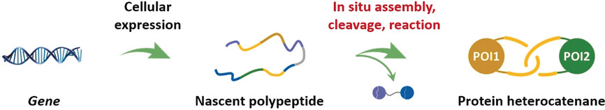 Cellular Synthesis and X-ray Crystal Structure of a Designed Protein Heterocatenane