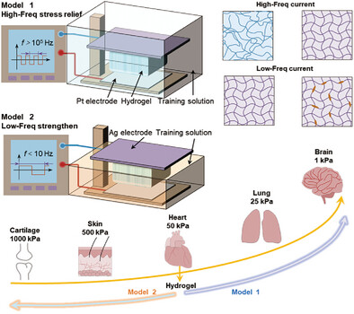 Restructuring of Hydrogel Polymer Networks via Ion Storming