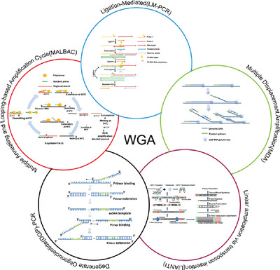 Recent advances and application of whole genome amplification in molecular diagnosis and medicine
