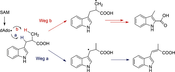 Mechanistic Insights into the Radical S-adenosyl-l-methionine Enzyme NosL From a Substrate Analogue and the Shunt Products
