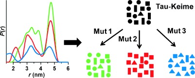 Single Mutations in Tau Modulate the Populations of Fibril Conformers through Seed Selection