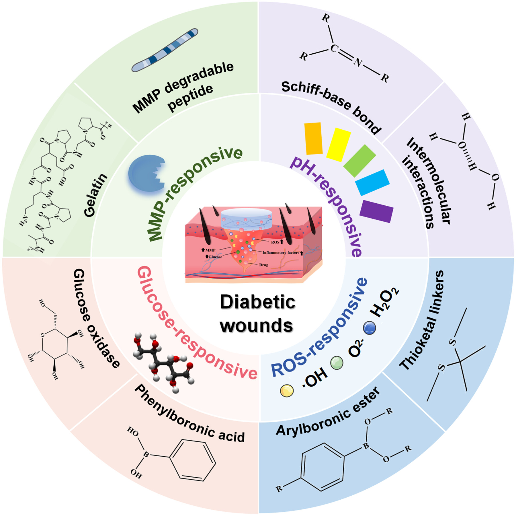 Advanced Responsive Hydrogels for Diabetic Wound Healing: Design Principles, Controlled Drug Delivery, Therapeutic Strategies, and Application Prospects Issue 3, 2025