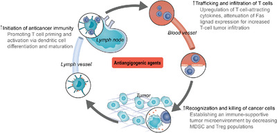 Improving antitumor immunity using antiangiogenic agents: Mechanistic insights, current progress, and clinical challenges