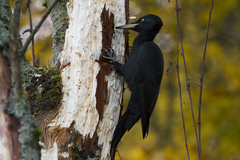 Woodpeckers can act as dispersal vectors for fungi, plants, and microorganisms
