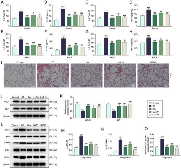 Luteolin suppresses inflammation and oxidative stress in chronic obstructive pulmonary disease through inhibition of the NOX4-mediated NF-κB signaling pathway