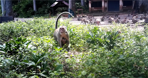 Impacts of the COVID-19 pandemic on mammals at tourism destinations: a systematic review