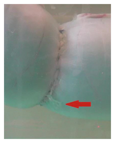 Details are in the caption following the image Details are in the caption following the image